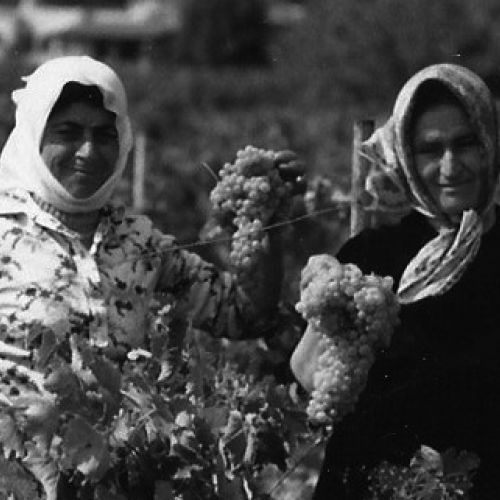 files/images/winemakers/greece/tzivani-family-estate-evia/photo for Tzivani_bw.jpg