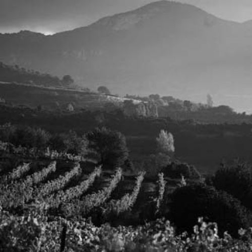 files/images/winemakers/spain/remelluri/remelluri vineyard_SQ.jpg